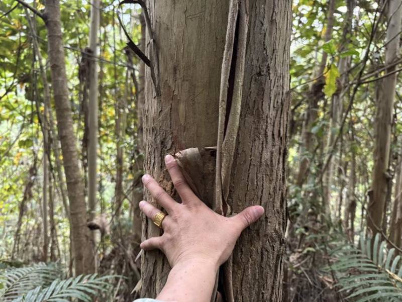 肇庆封开800亩10年龄第一代巨尾按，托头可达