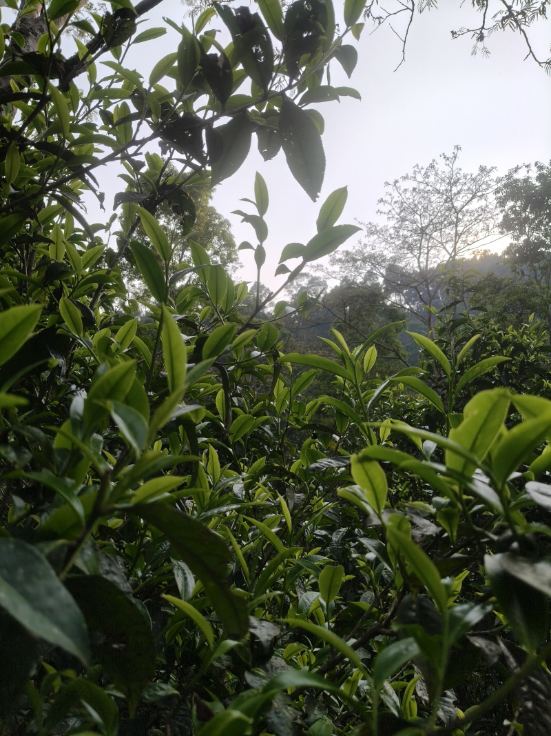 乔木小树茶