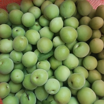广西青梅
