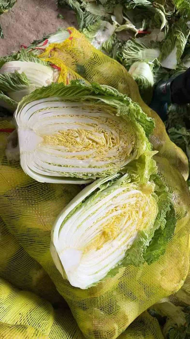 山东黄心大白菜