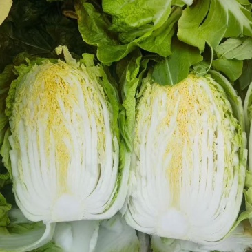 山东黄心大白菜