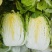 山东黄心大白菜