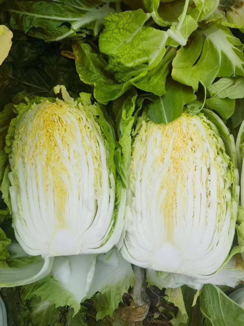 山东黄心大白菜