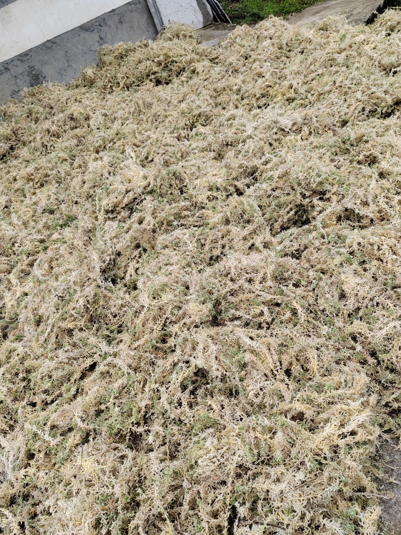 水苔
