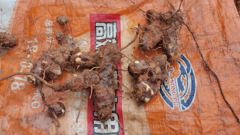 正品纯野生土茯苓