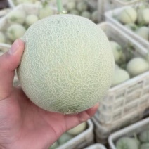 山东鲁厚甜网纹瓜