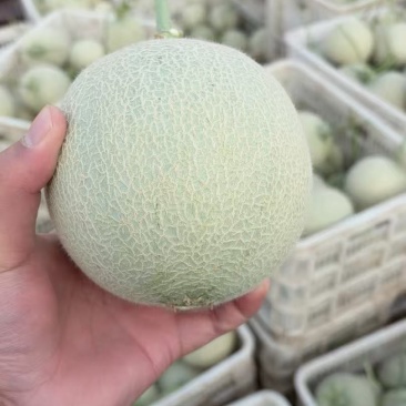 山东鲁厚甜网纹瓜