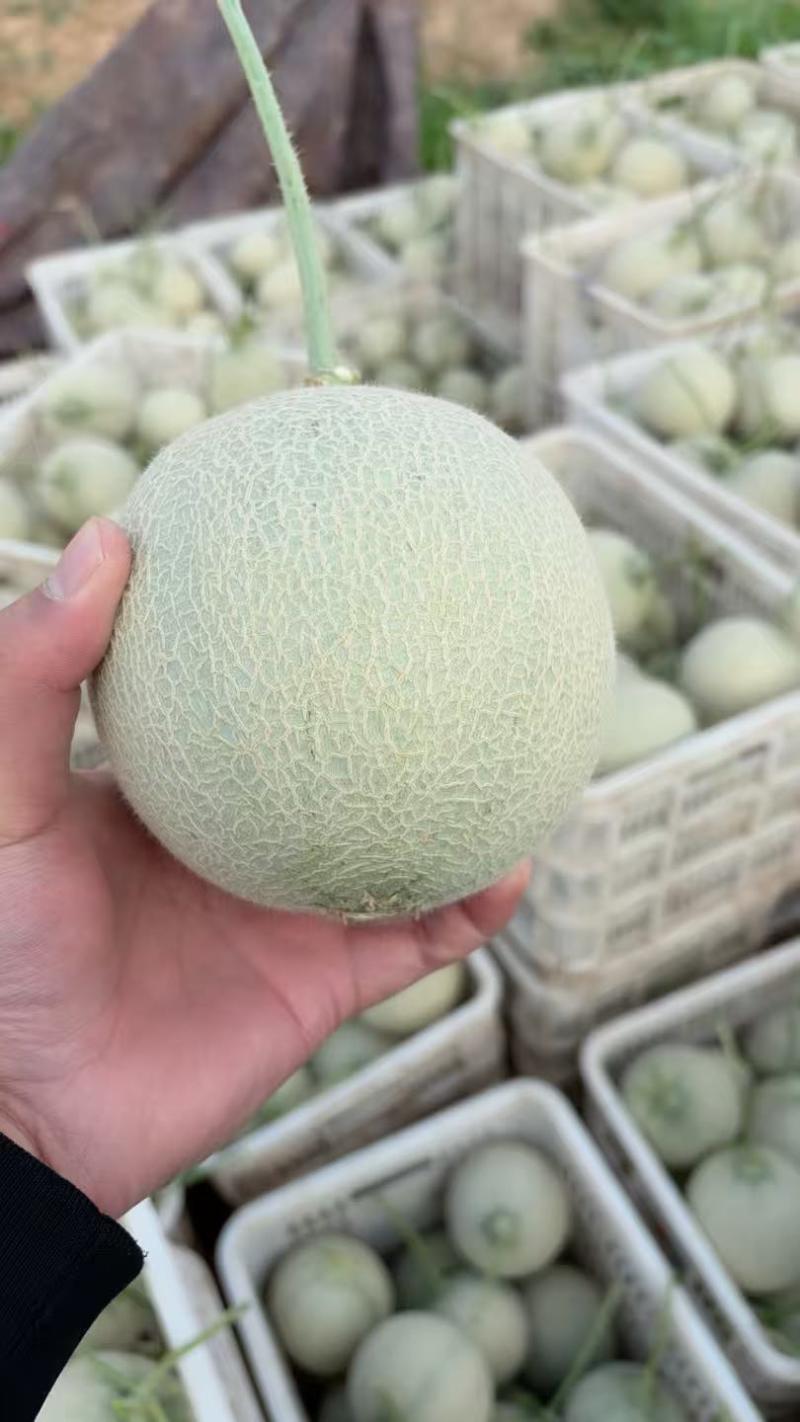 山东鲁厚甜网纹瓜