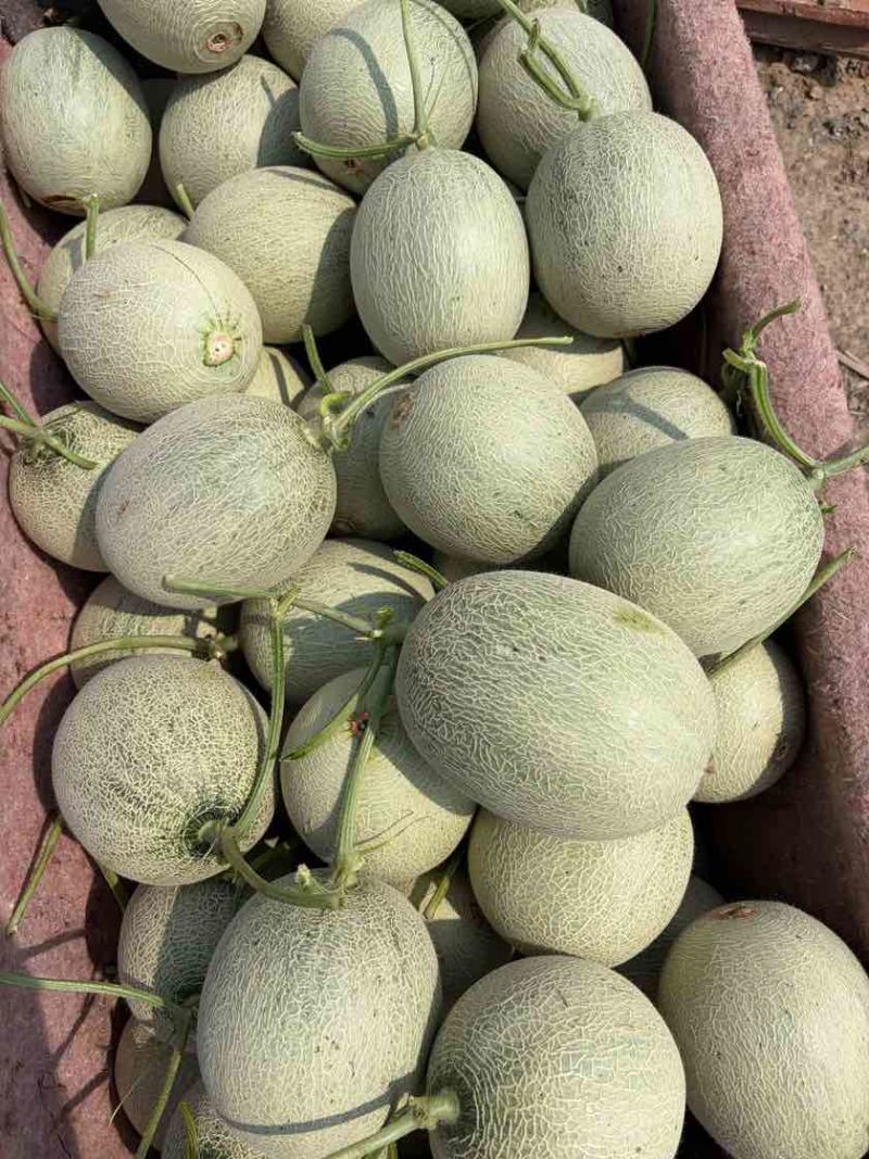 山东鲁厚甜网纹瓜