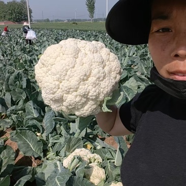 有机花菜