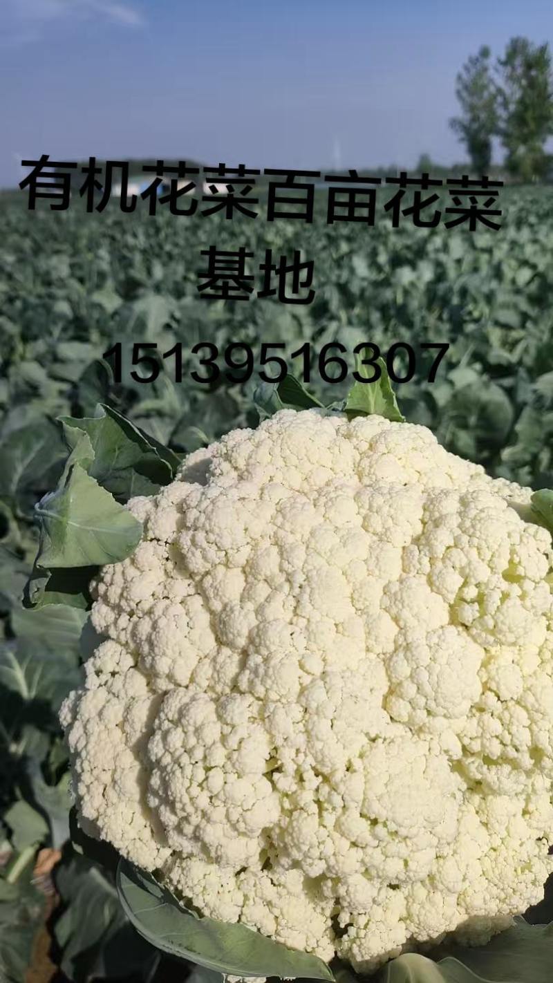 有机花菜