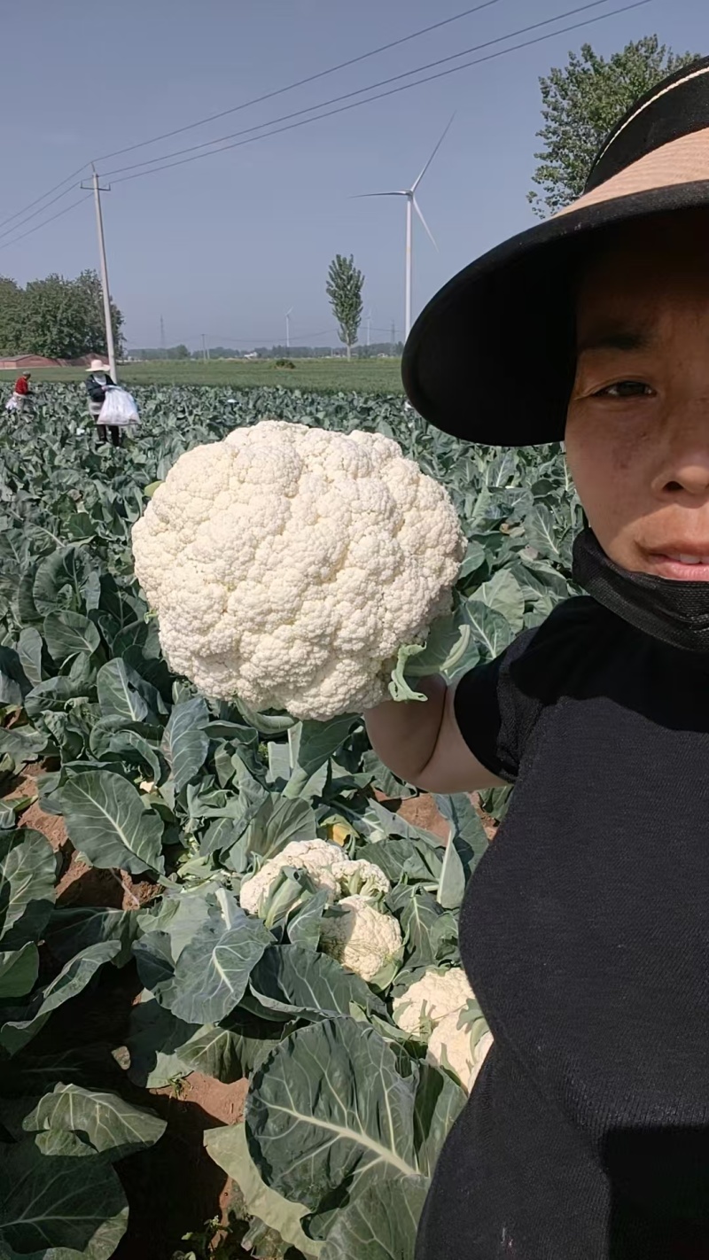 有机花菜