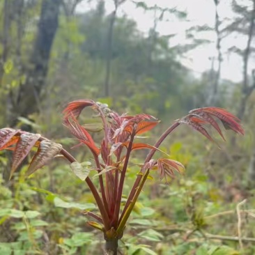 高山鲜红香椿