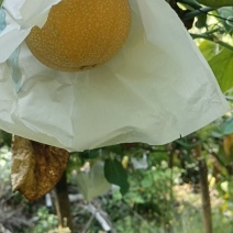 热情果