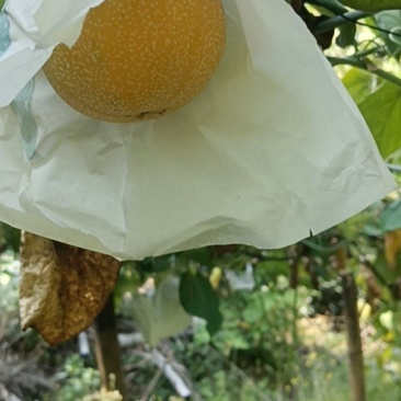 热情果