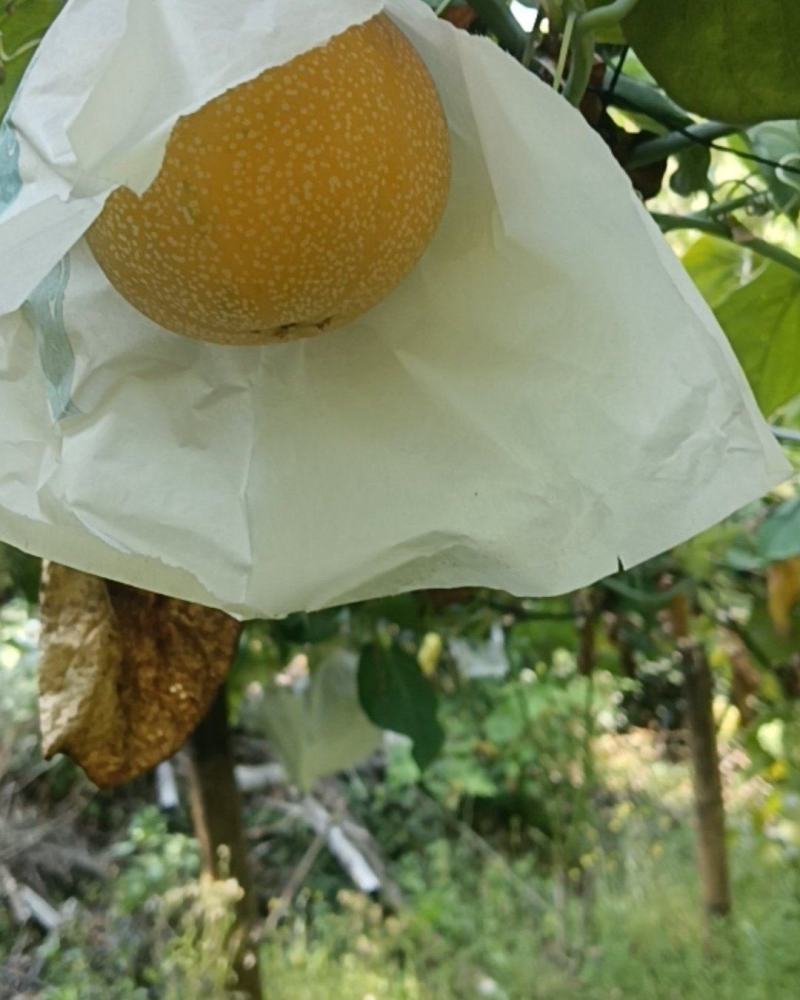 热情果