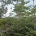 小叶榄仁全冠原生苗1-18分，基地直销，大量现货，欢迎订购