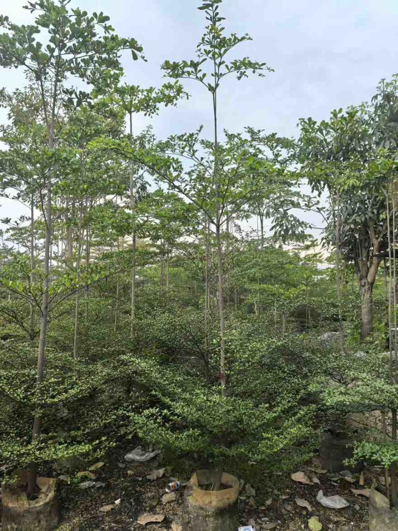 小叶榄仁全冠原生苗1-18分，基地直销，大量现货，欢迎订购