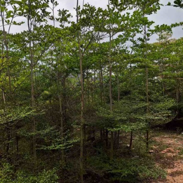 小叶榄仁全冠原生苗1-18分，基地直销，大量现货，欢迎订购