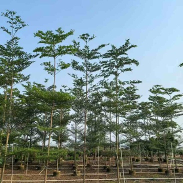 小叶榄仁原生苗全冠1-18分，基地直销，规格齐全，欢迎咨询