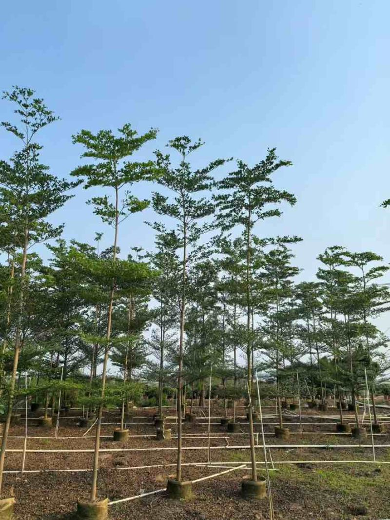 小叶榄仁原生苗全冠1-18分，基地直销，规格齐全，欢迎咨询