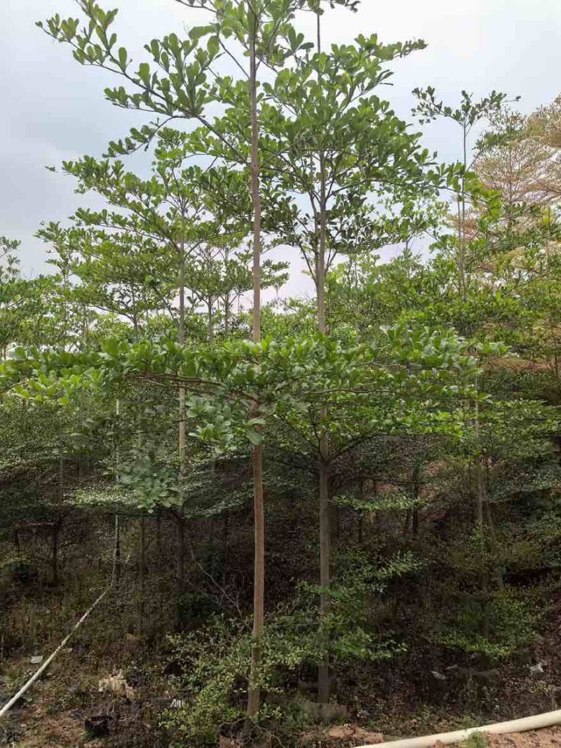 小叶榄仁原生苗全冠1-18分，基地直销，规格齐全，欢迎咨询