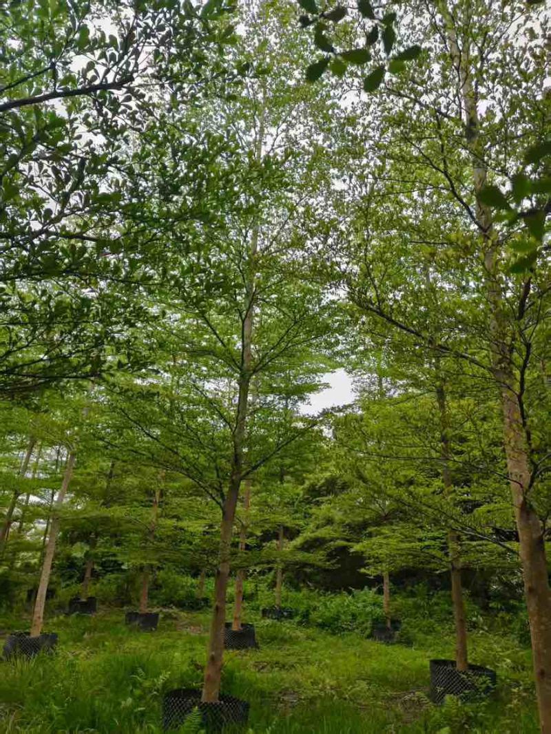 小叶榄仁原生苗全冠1-18分，基地直销，规格齐全，欢迎咨询