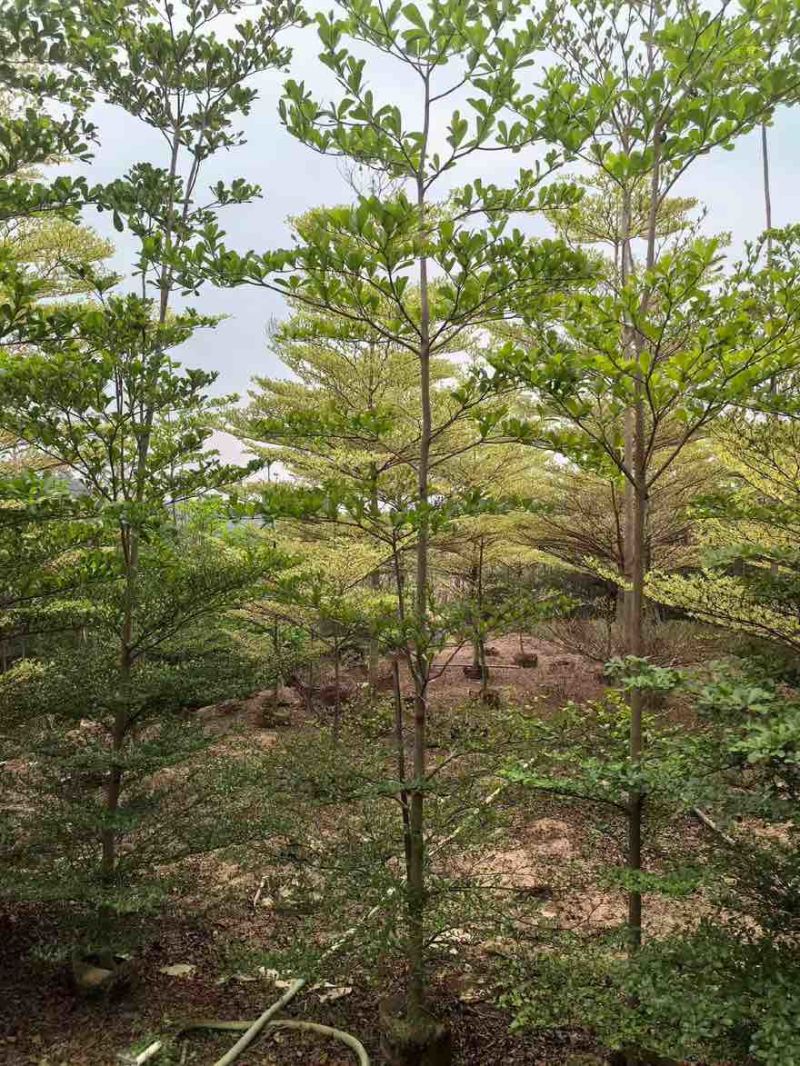 小叶榄仁原生苗全冠1-18分，基地直销，规格齐全，欢迎咨询