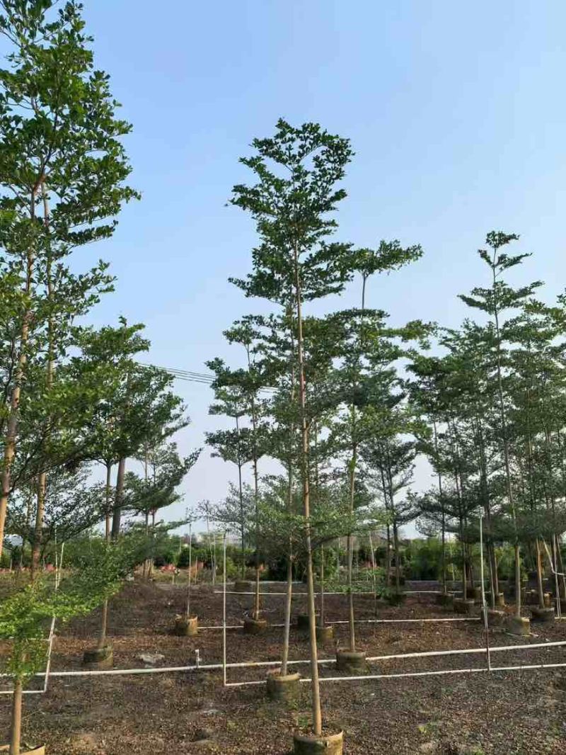小叶榄仁原生苗全冠1-18分，基地直销，规格齐全，欢迎咨询