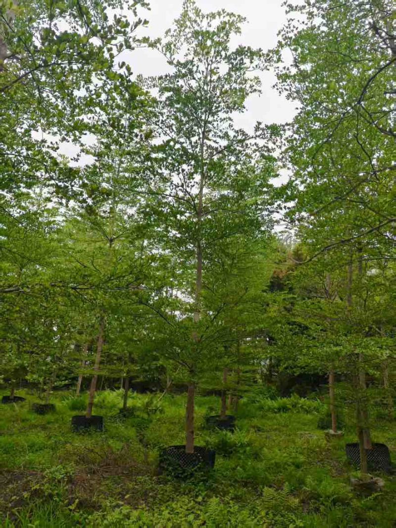 小叶榄仁原生苗全冠1-18分，基地直销，规格齐全，欢迎咨询
