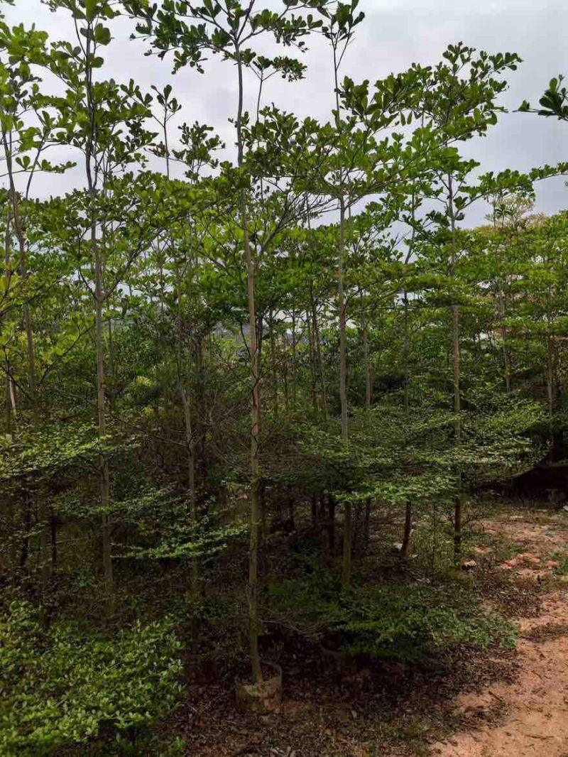 小叶榄仁原生苗全冠1-18分，基地直销，规格齐全，欢迎咨询