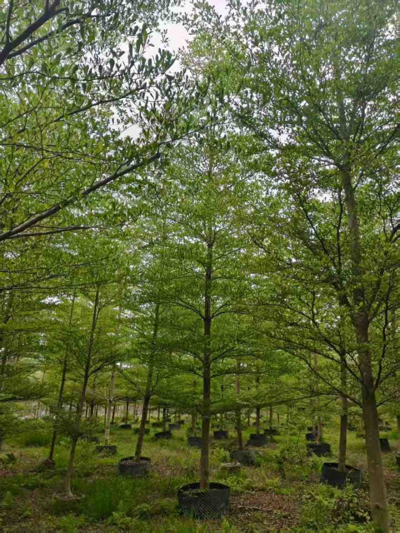 小叶榄仁原生苗全冠1-18分，基地直销，规格齐全，欢迎咨询
