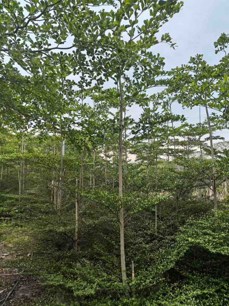 小叶榄仁原生苗全冠1-18分，基地直销，规格齐全，欢迎咨询