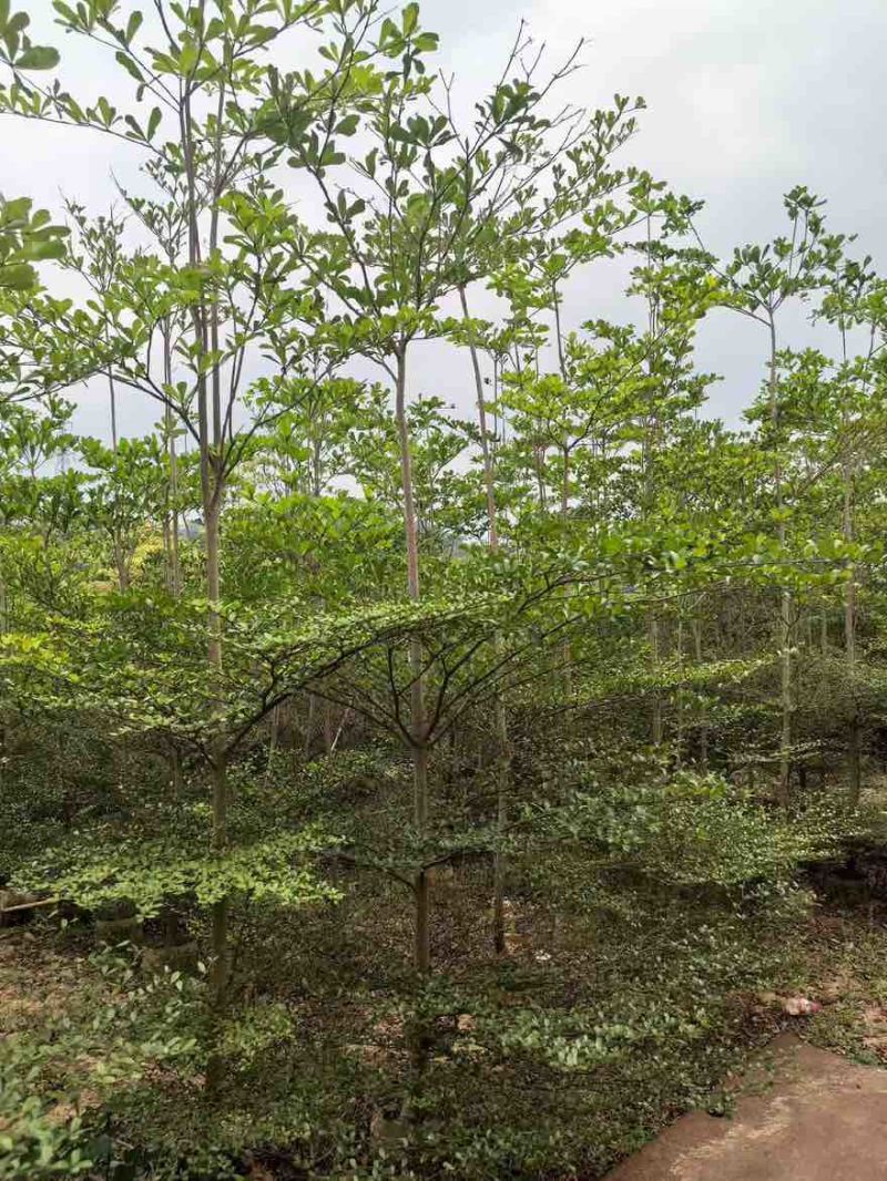 小叶榄仁原生苗全冠1-18分，基地直销，规格齐全，欢迎咨询