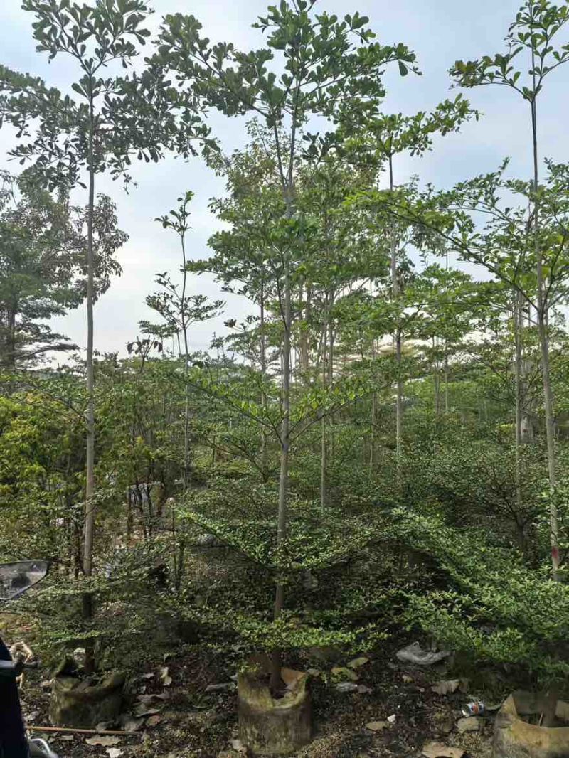 小叶榄仁原生苗全冠1-18分，基地直销，规格齐全，欢迎咨询