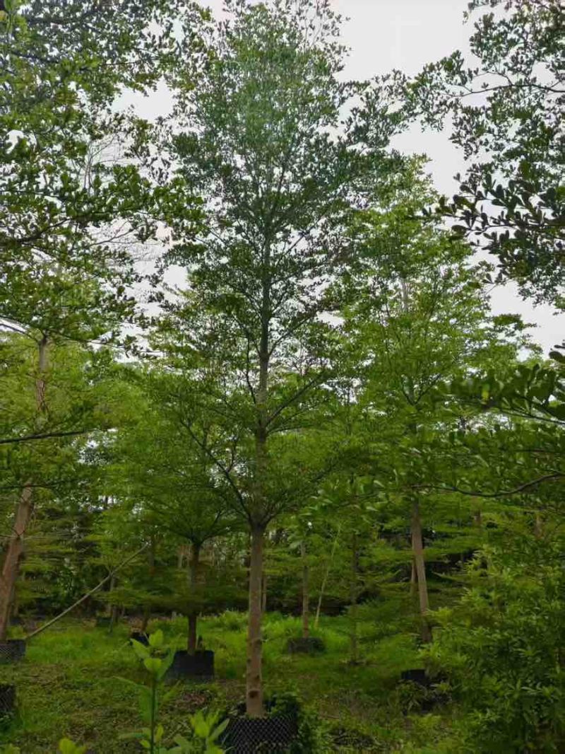 小叶榄仁原生苗全冠1-18分，基地直销，规格齐全，欢迎咨询