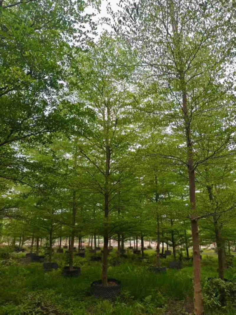 小叶榄仁原生苗全冠1-18分，基地直销，规格齐全，欢迎咨询