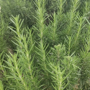 迷迭香鲜枝条出售，自家种植基地！