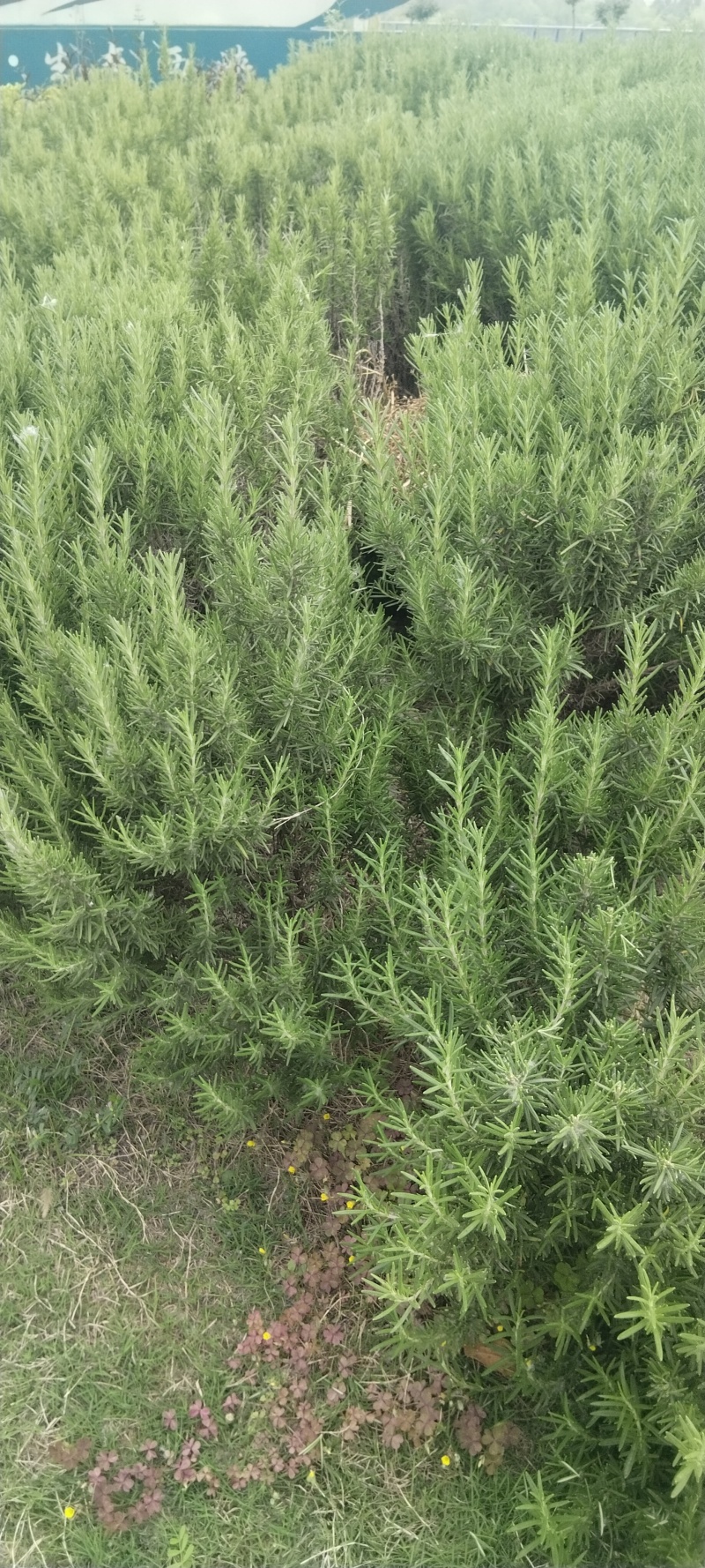 迷迭香鲜枝条出售，自家种植基地！