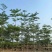 小叶榄仁全冠3-15分，基地直销，规格齐全，大量现货