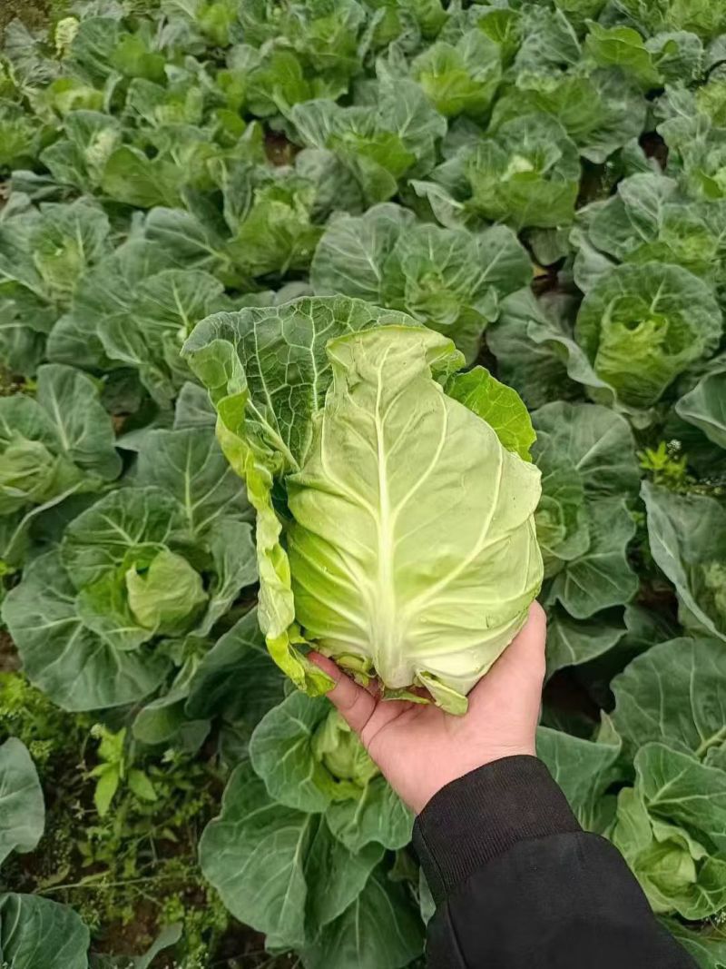 湖北嘉鱼牛心包菜大量上市