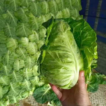 湖北嘉鱼牛心包菜大量上市