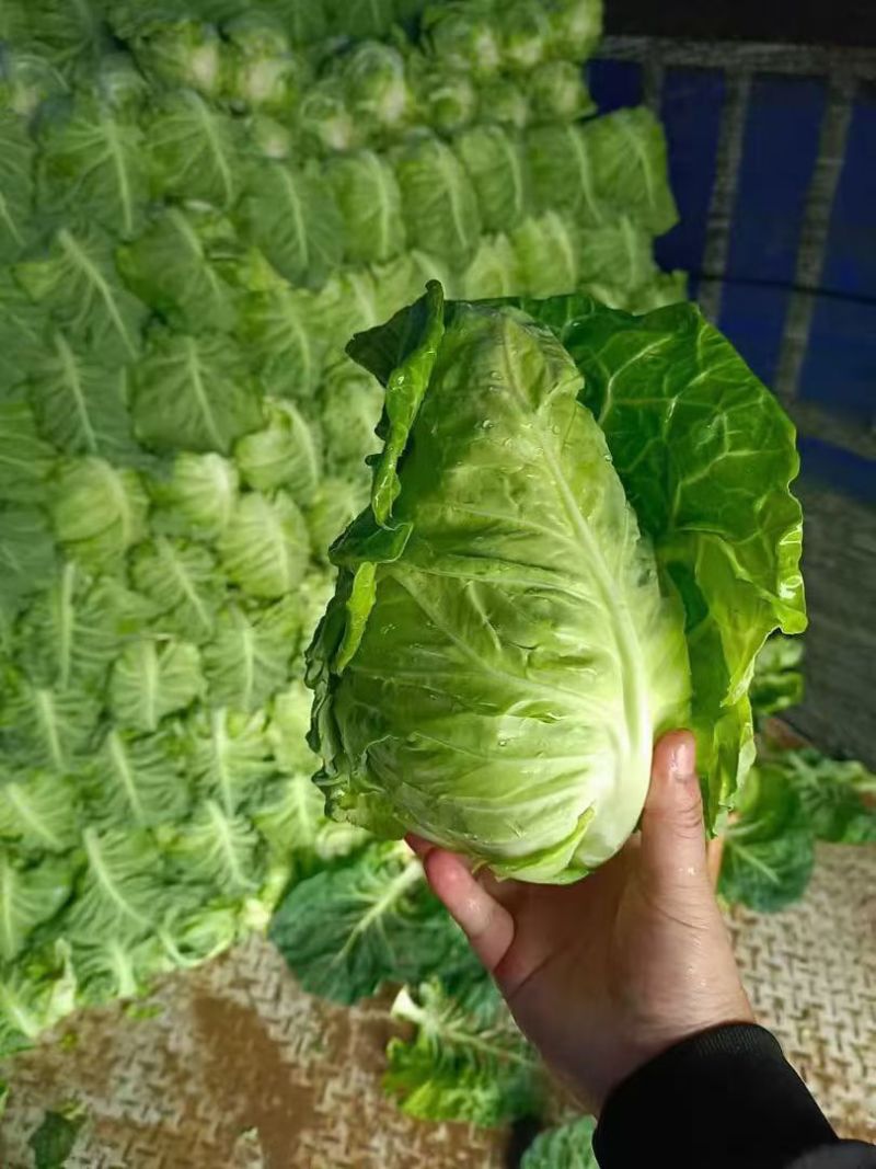 湖北嘉鱼牛心包菜大量上市