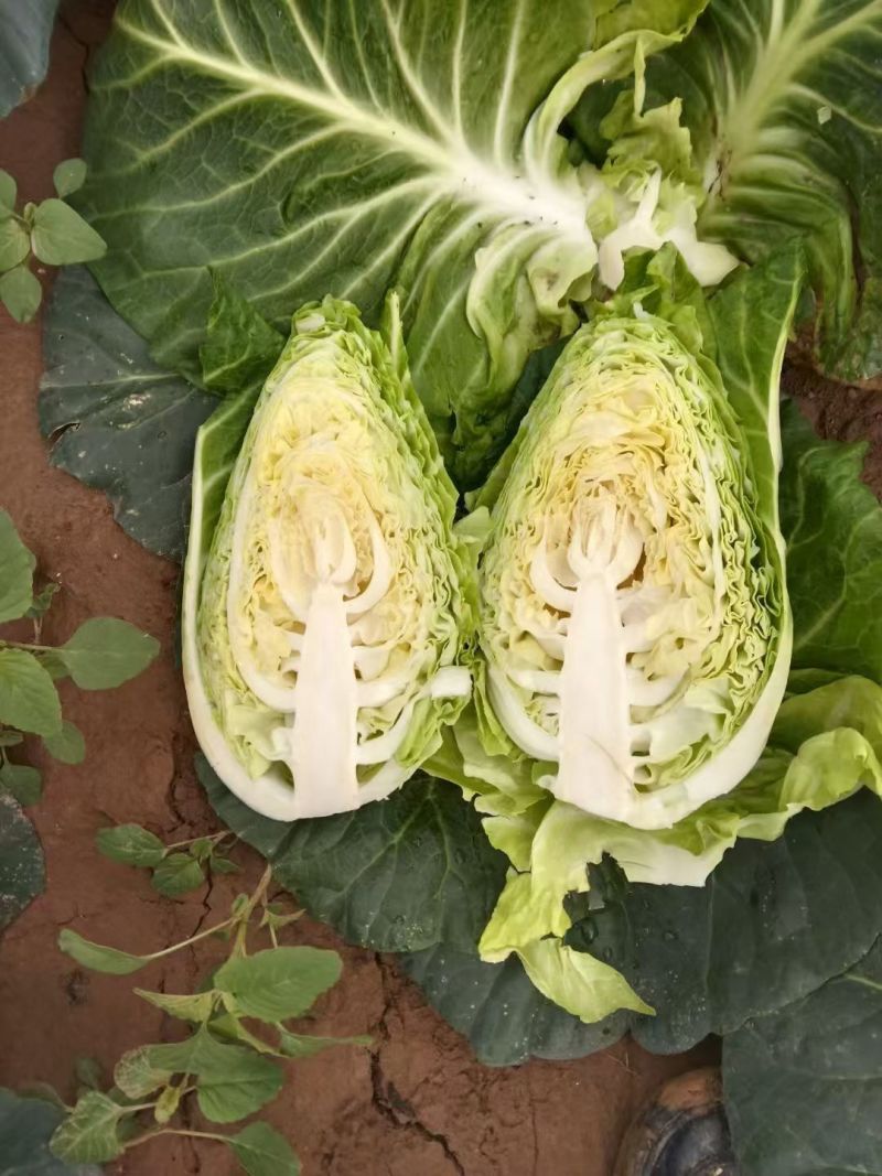 湖北嘉鱼牛心包菜大量上市