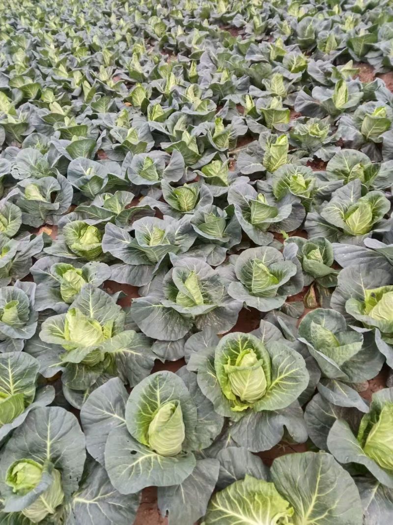 湖北嘉鱼牛心包菜大量上市