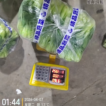 精品上海青，可以代收，可以帮忙替您收大量上海青