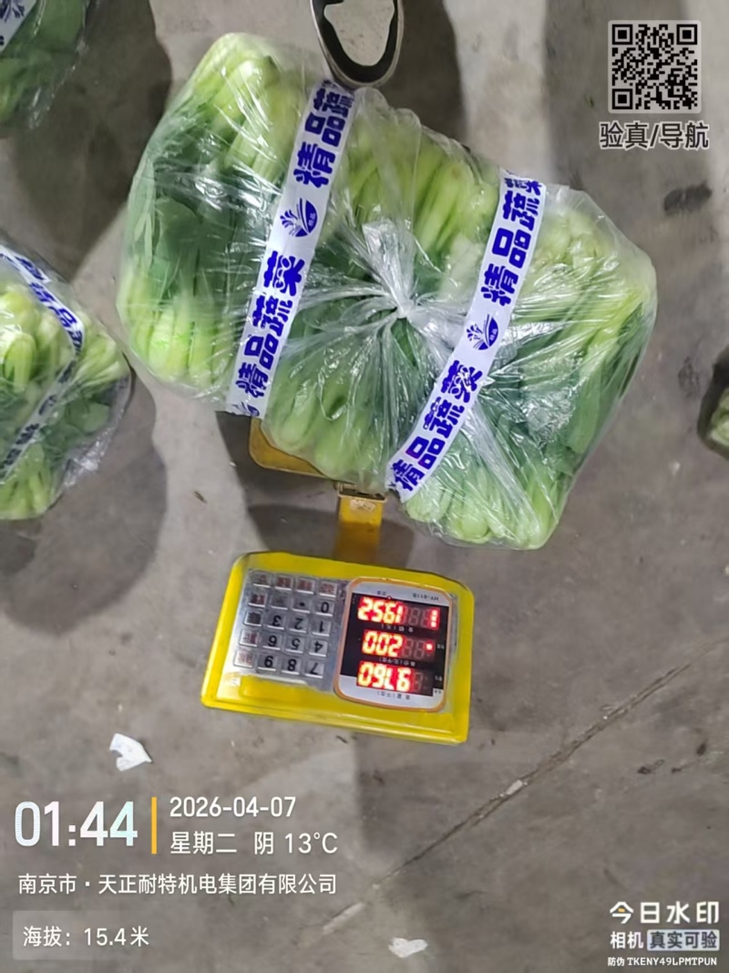 精品上海青，可以代收，可以帮忙替您收大量上海青
