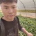 精品上海青，可以代收，可以帮忙替您收大量上海青
