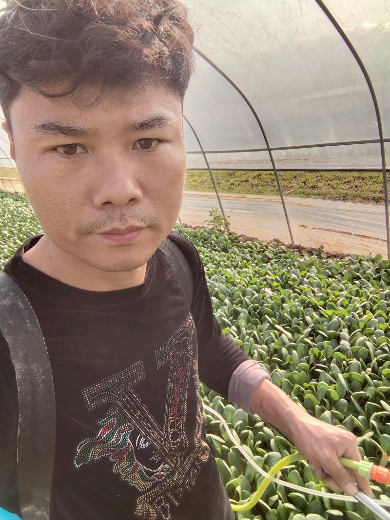 精品上海青，可以代收，可以帮忙替您收大量上海青
