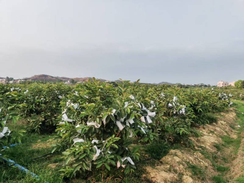 番石榴品质保证服务周到产地直发价格美丽欢迎联系